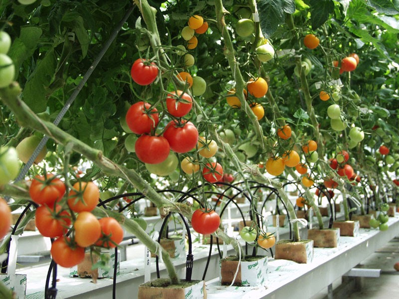 Plant Breeding and Hybridisation SCIENCE AND TECHNOLOGY