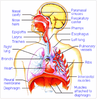 RESPIRATION:VOLUME OF AIR