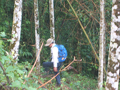 [fairy_pitta_nested_area.png]