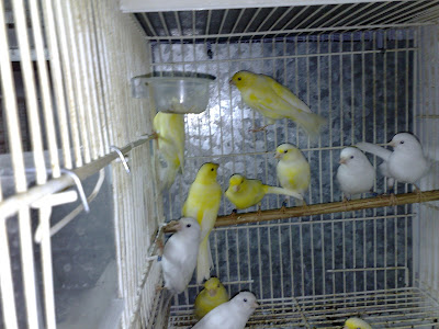 aviarios de canarios