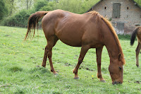 Plusieurs chevaux PS à vendre petit prix, situation urgente. 2010_03_06+098