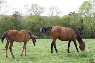 Plusieurs chevaux PS à vendre petit prix, situation urgente. 2010_03_06+092