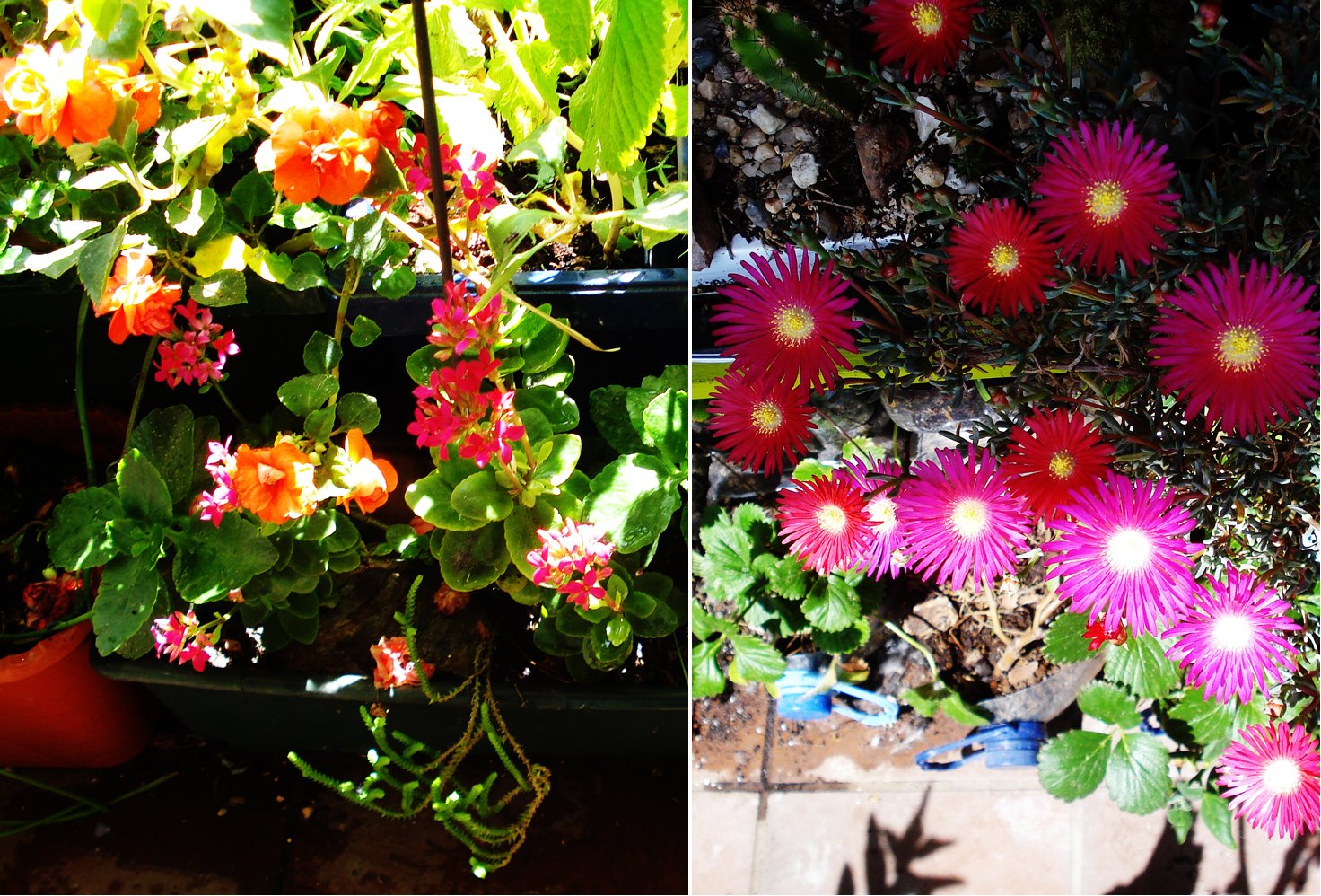 [impatiens_lampranthus.jpg]