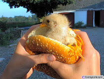 Fresh Chicken Sandwich