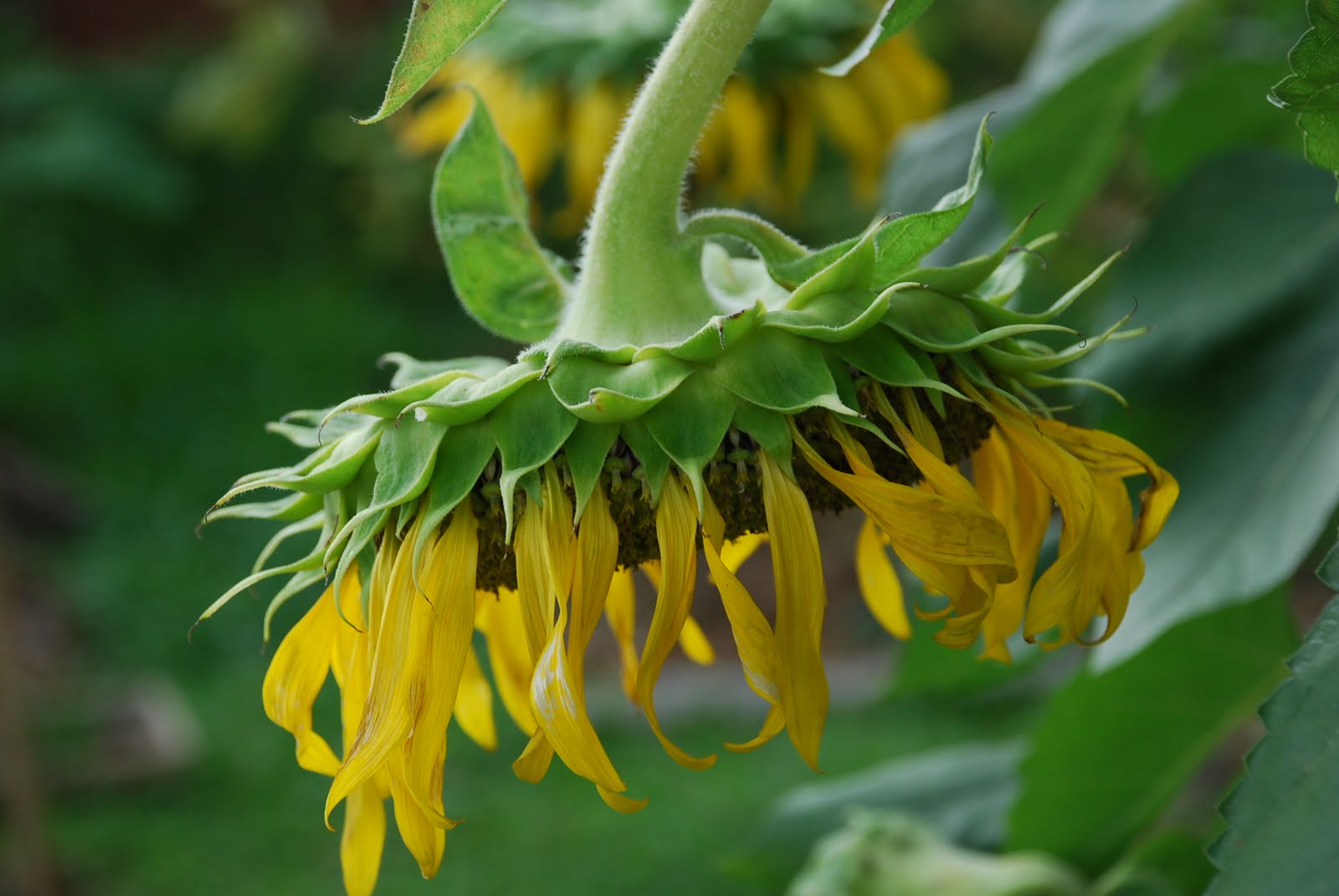My little vegetable garden Sunflowers are wearing down.
