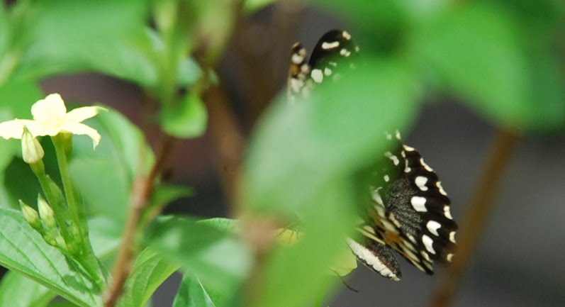 [DSC_0099++butterfly.JPG]