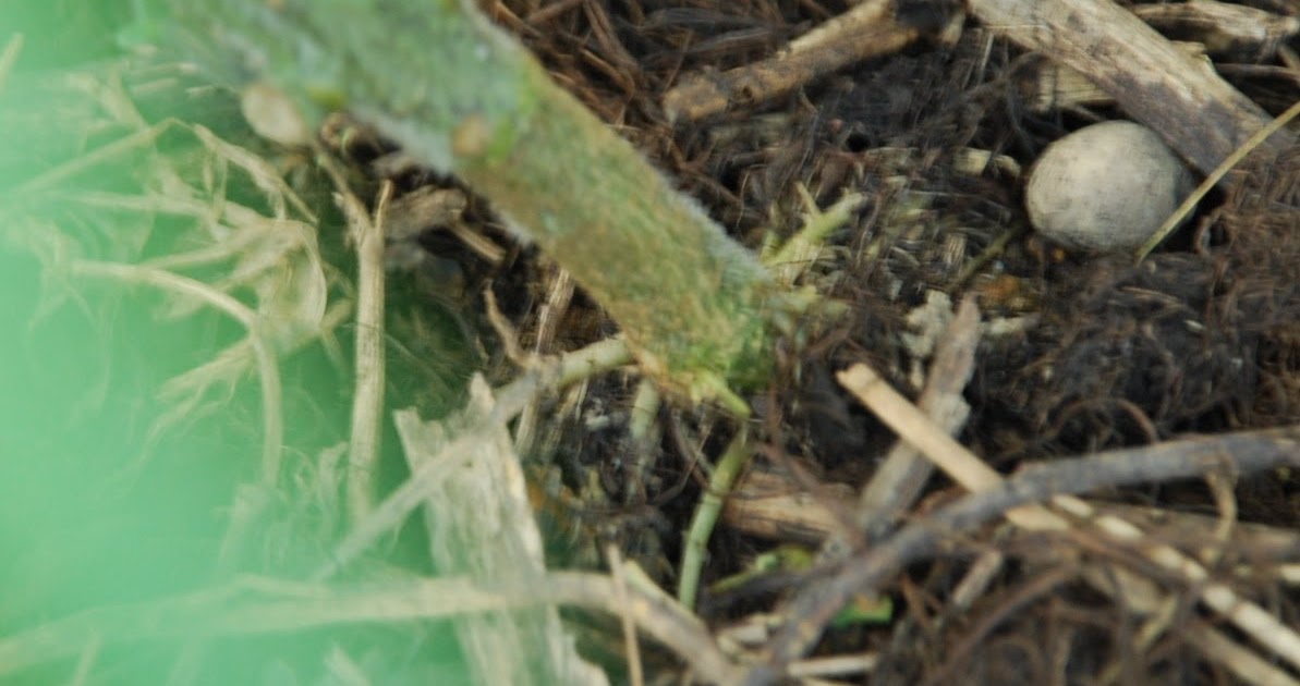 My little vegetable garden Adding Soil on Tomato Exposed Roots