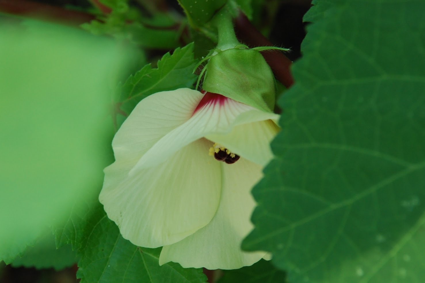 My little vegetable garden Lady's fingers first flower.