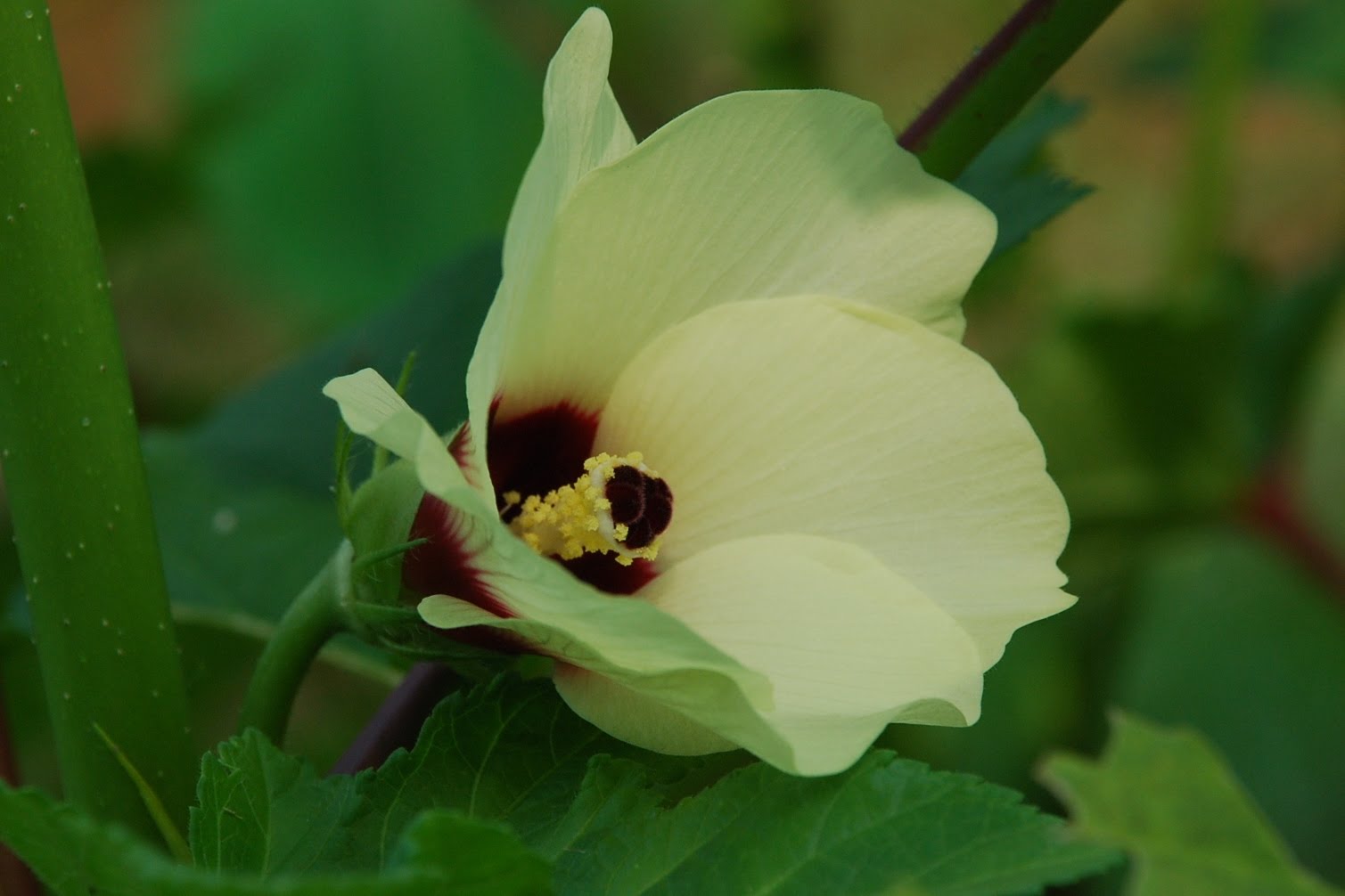 My little vegetable garden Lady's fingers first flower.