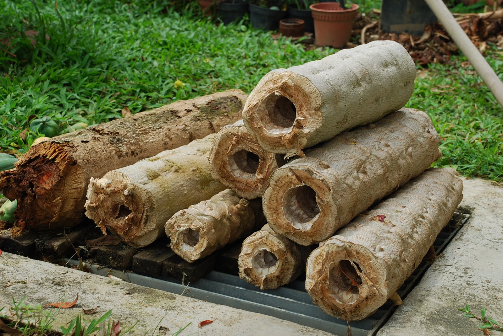 My little vegetable garden The old papaya bids farewell.