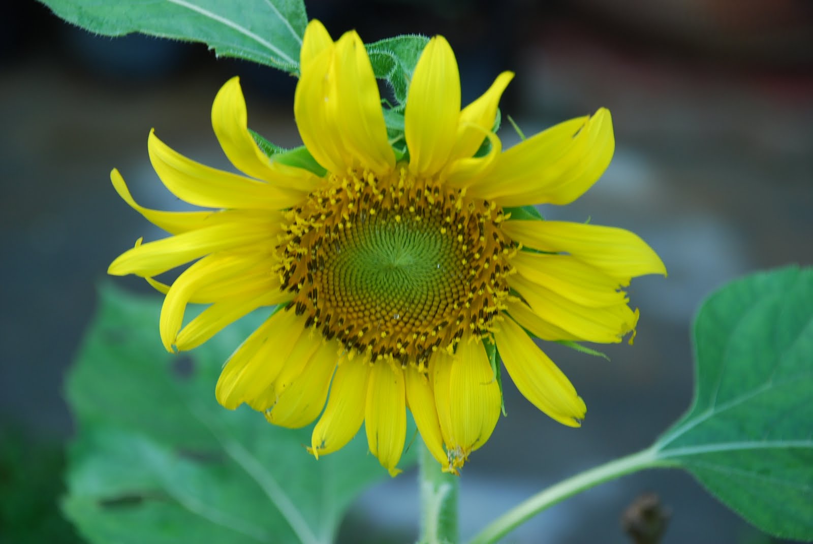 My little vegetable garden WEDNESDAY sunflowers in chorus