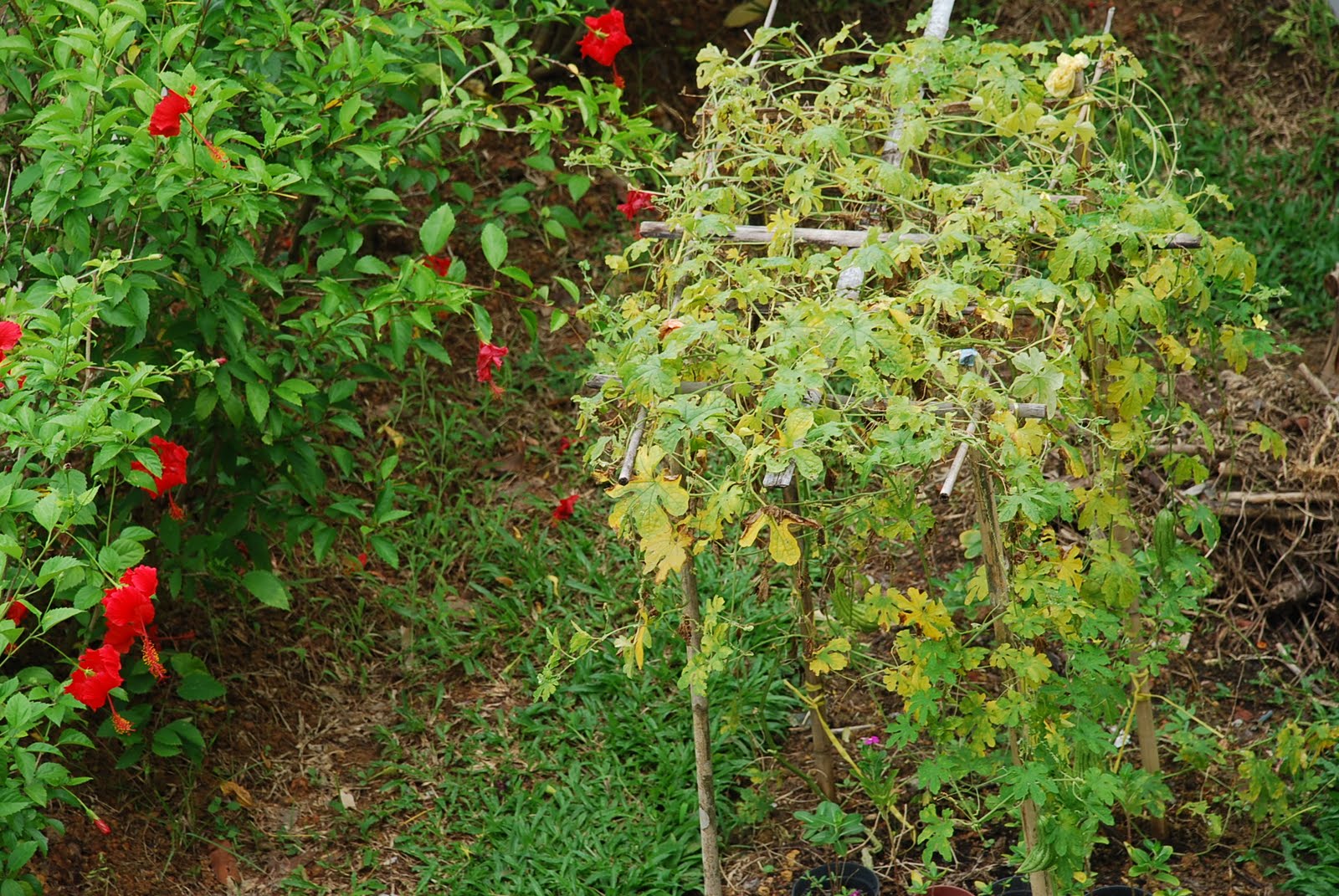My little vegetable garden Yellowing of leaves.