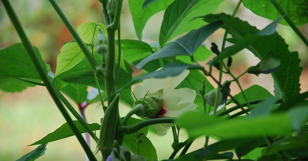 My little vegetable garden: Unintended companionship of Okra, Roselle