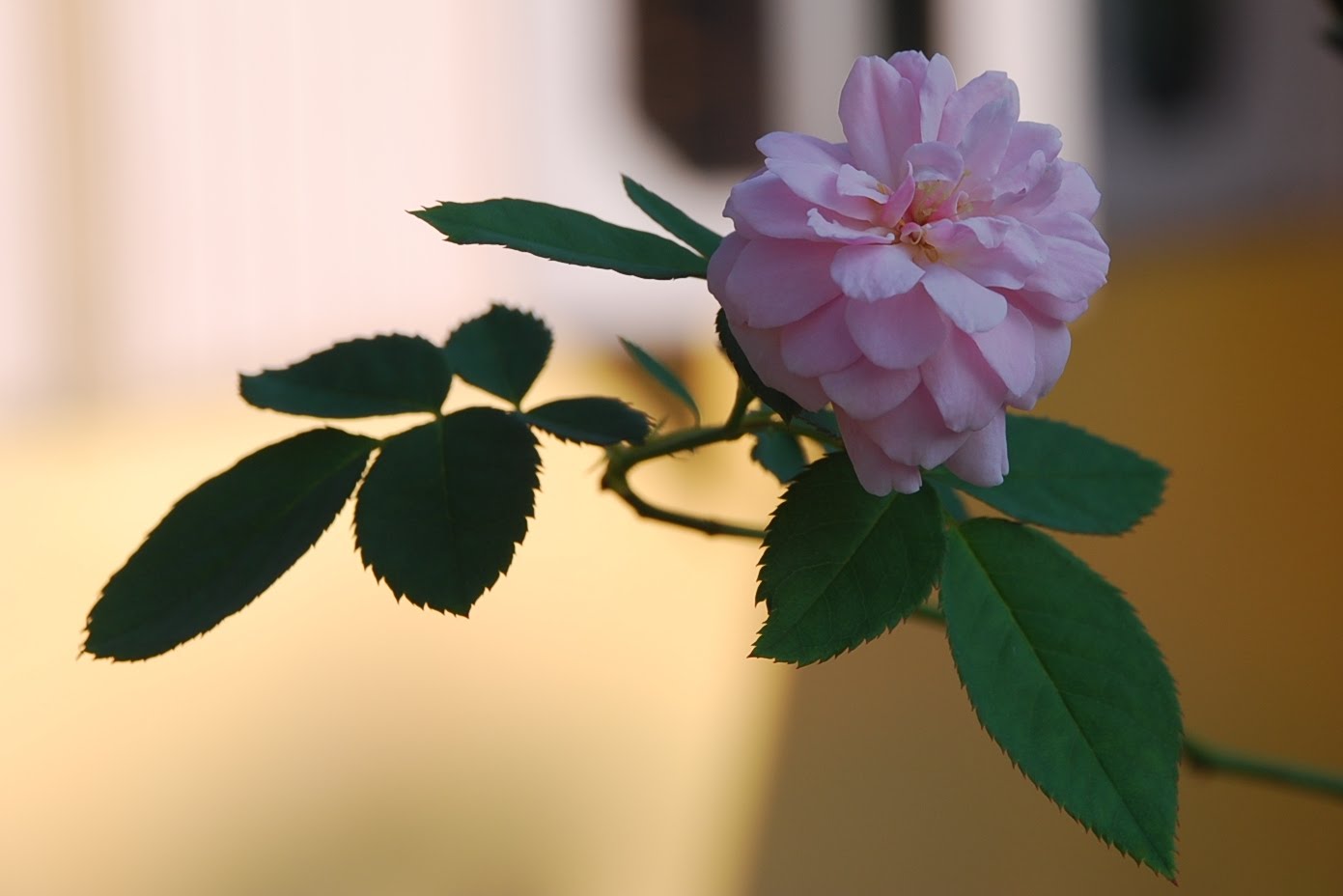 My little vegetable garden A pink rose, the most delicate.