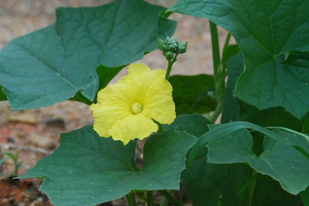 My little vegetable garden Six petola / luffa taking turns flowering