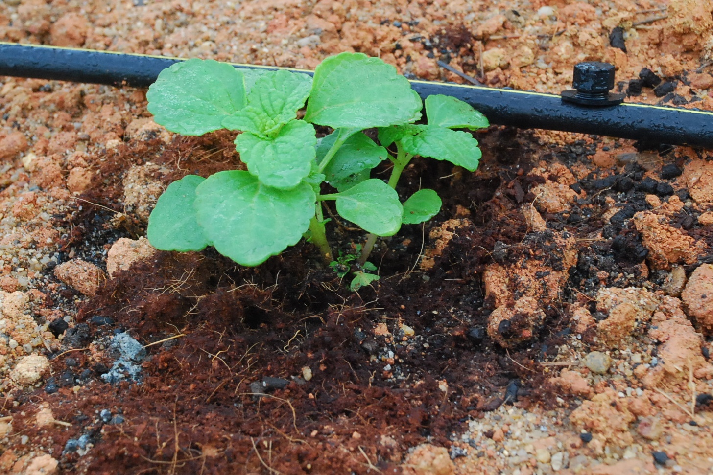 My little vegetable garden: January 2011