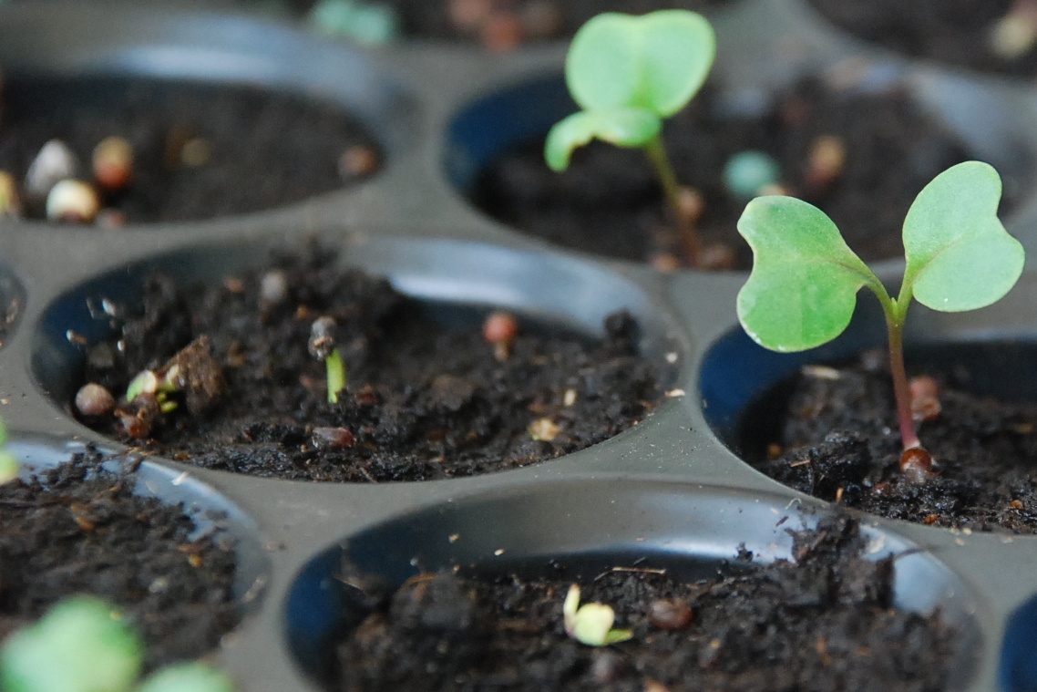 My little vegetable garden Sowing Kale / Kailan I never do this before.