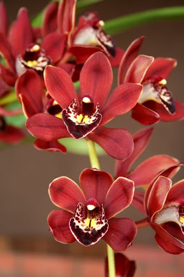 Red Cymbidium Orchids