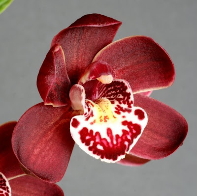 Red Cymbidium Orchids