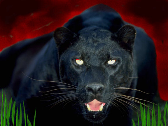 People of the Black Jaguar Flow It's the Story That Must Be Bold