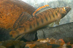 roanoke logpersh male