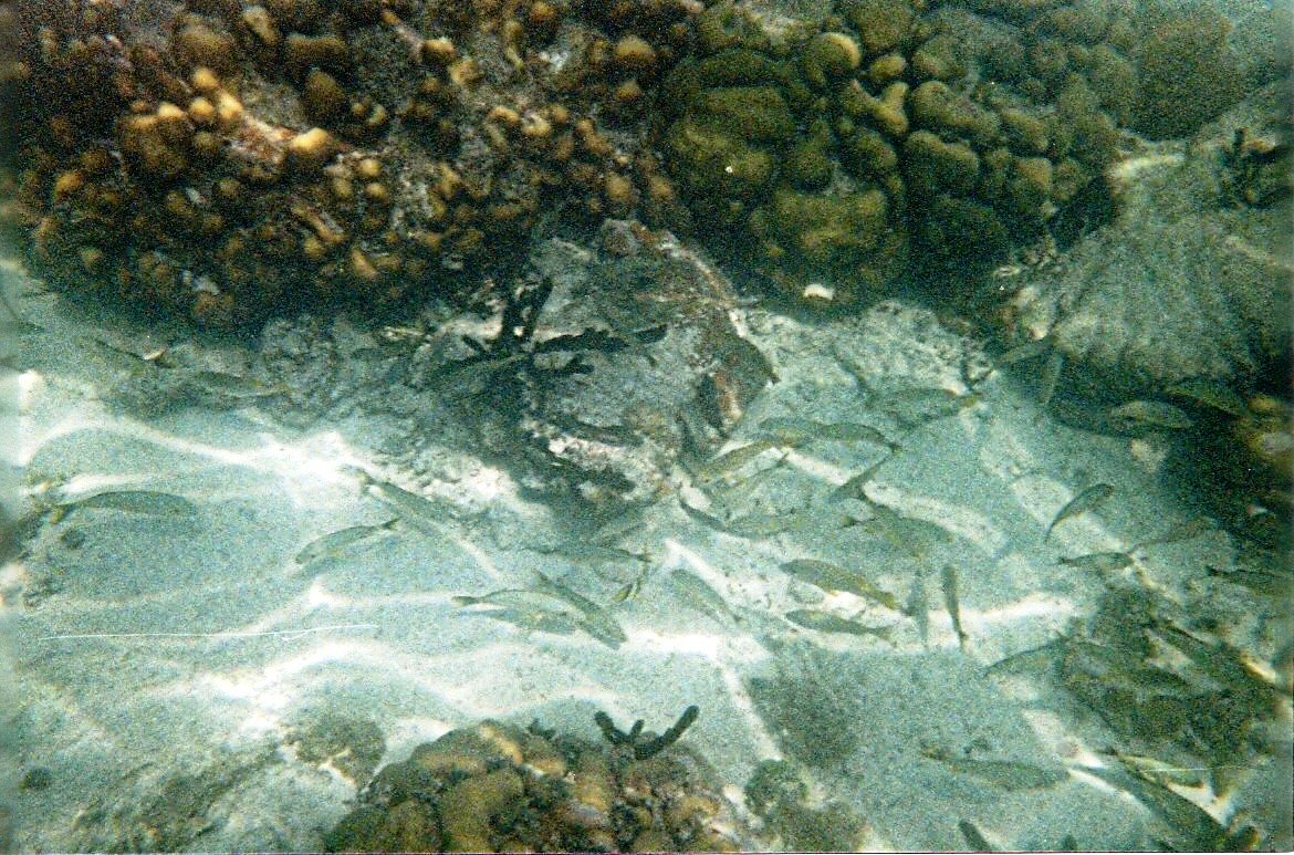 [Key+West+-+Little+Fishies!.jpg]