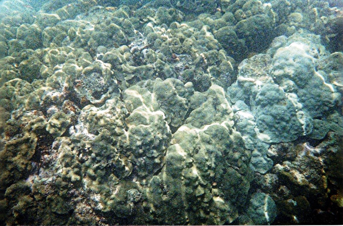 [Key+West+-+Coral.jpg]