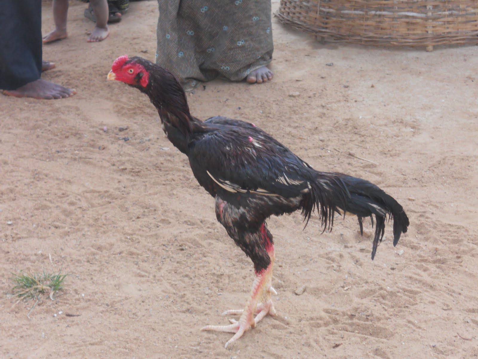 Fighting Rooster: Galwa Yakoot asil(4 time winner)