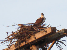 Osprey Nest Spring 2008