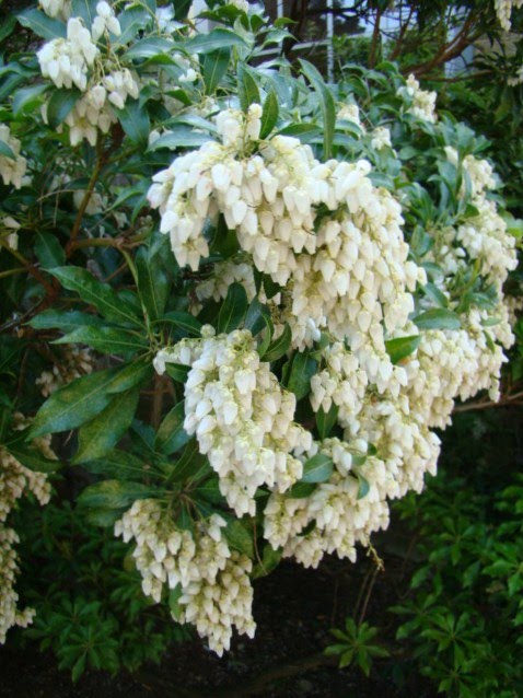 Seattle Japanese Garden Community Blog Seen In The Garden Today