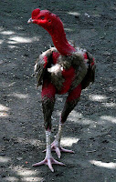 This must be the world's ugliest chicken.