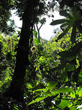 Intag Cloud Forest