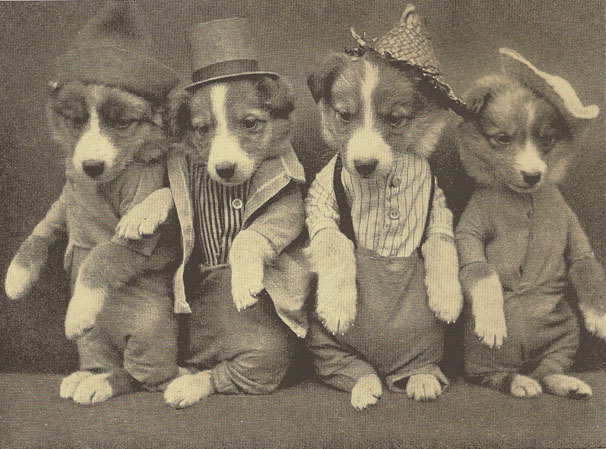 Cute dressed up puppies