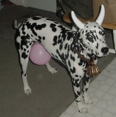 dalmation-cow.jpg