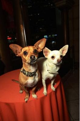 chihuahua and dog fashion