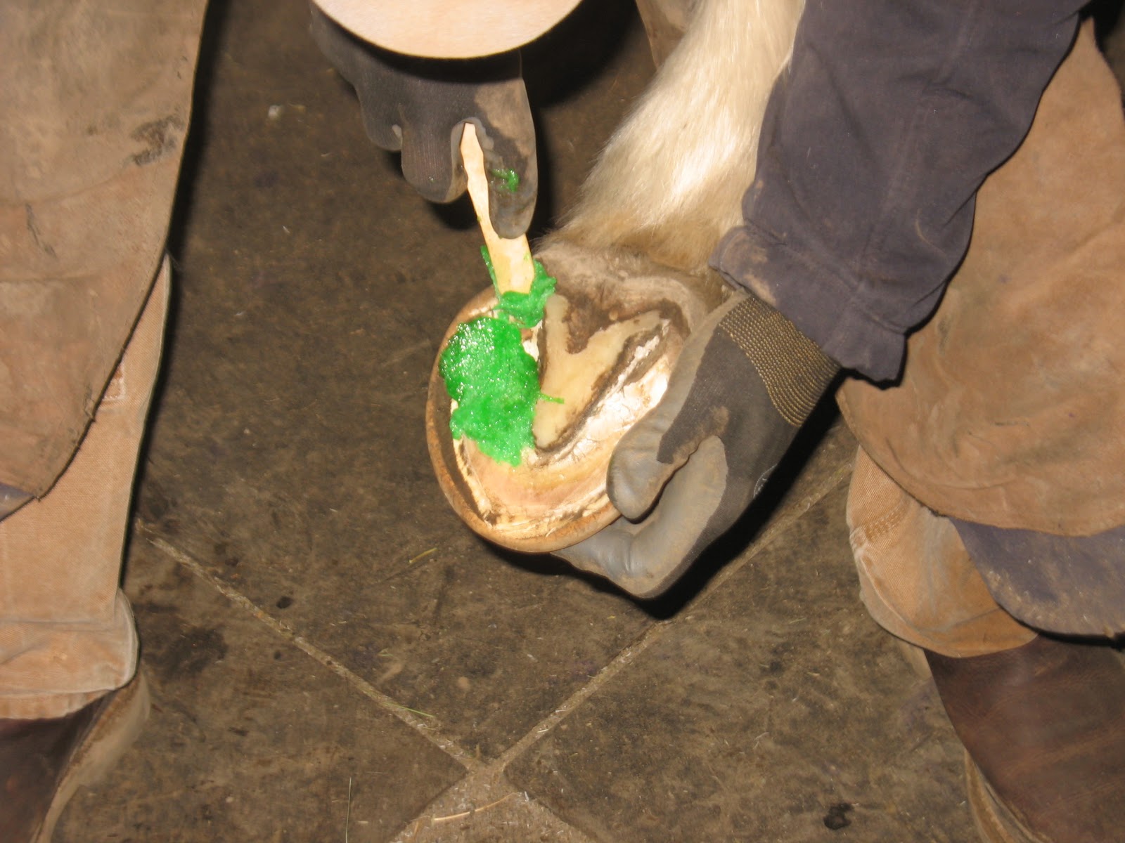 Equine Hoofcare News, notes, and case studies Abscess