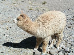 [alpaca.jpg]