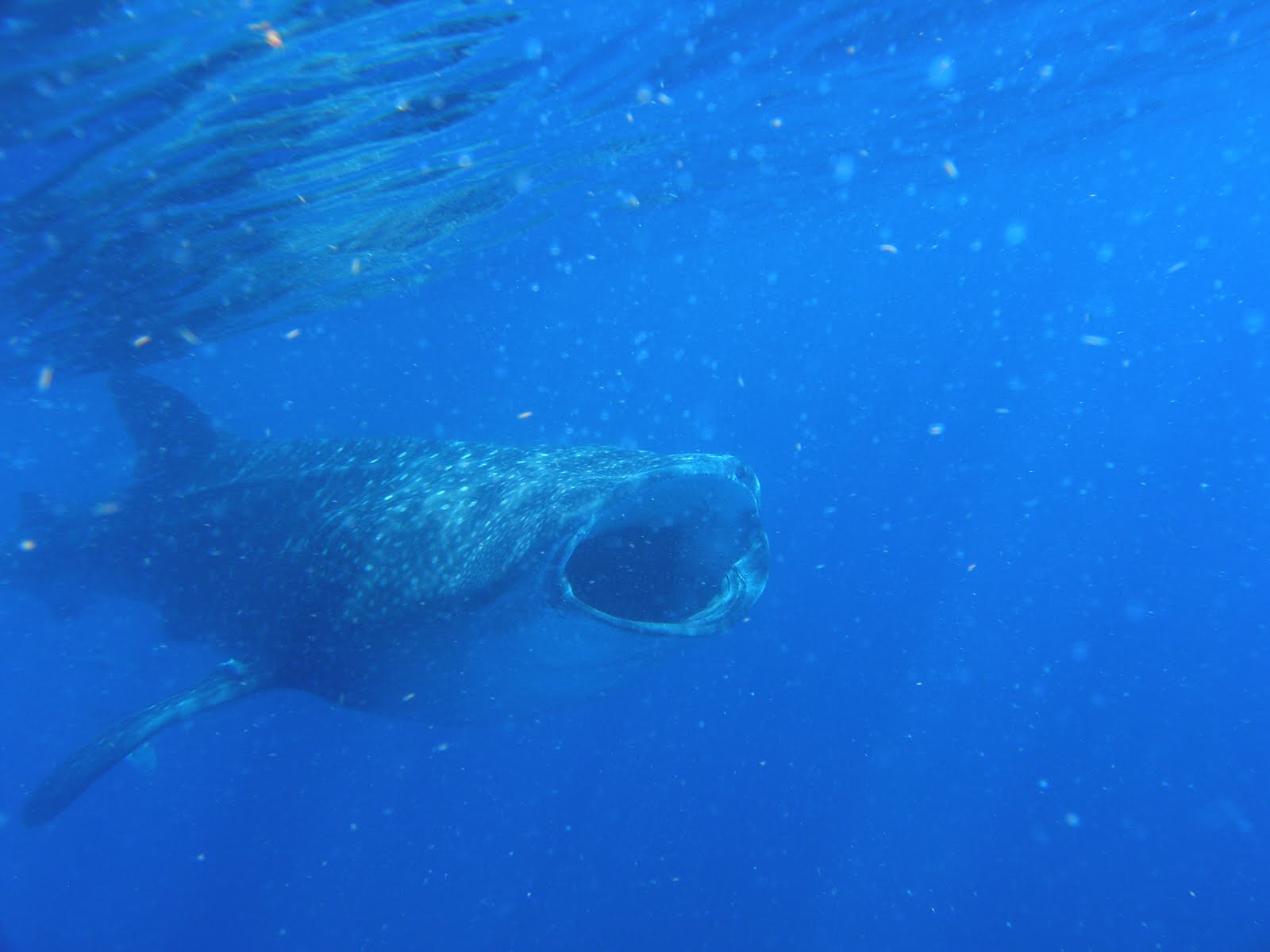 Dive in Mexico: Experience: Snorkel with Whale Sharks!
