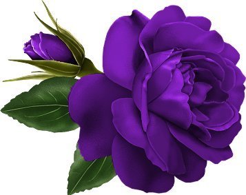 Rosas_29.jpg