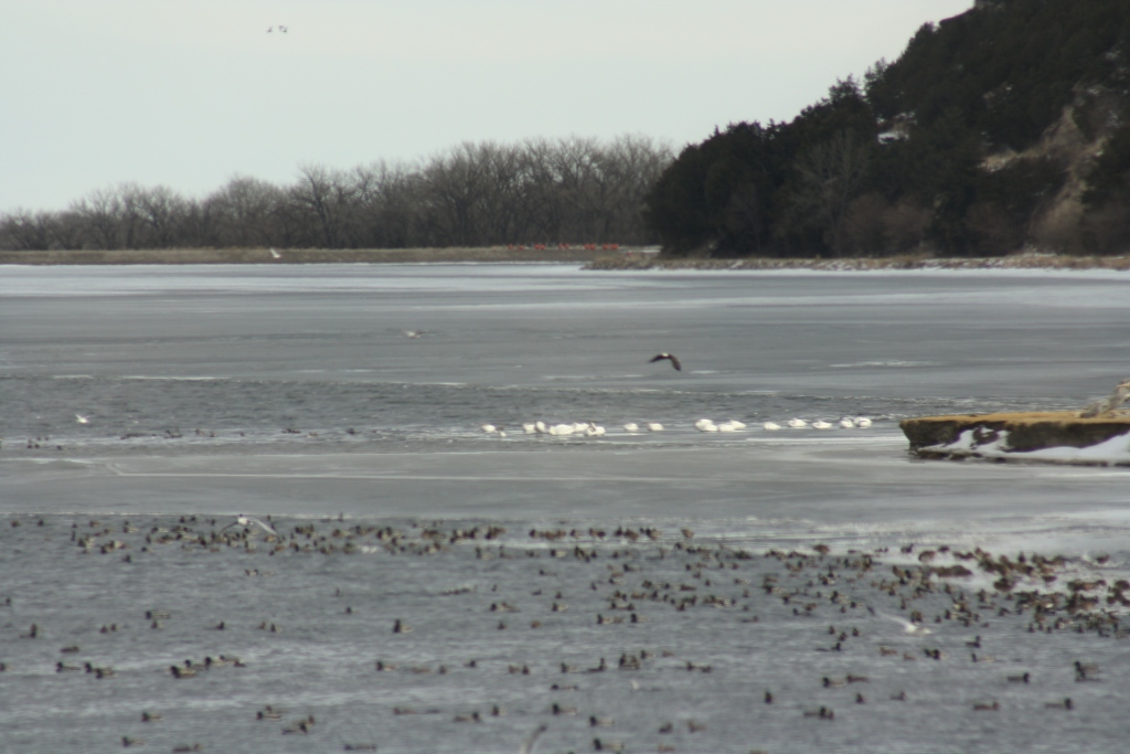 Eagle Viewing in Western Nebraska