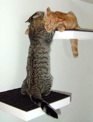 [cats2.jpg]