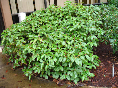 evergreen broadleaf plant shrub glossy thick name woody shade