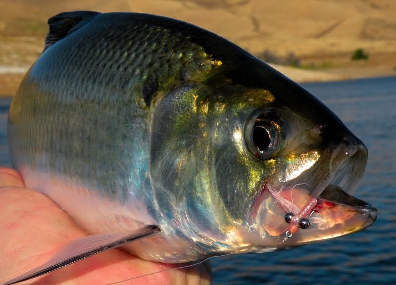 Bay Area Backwaters American Shad