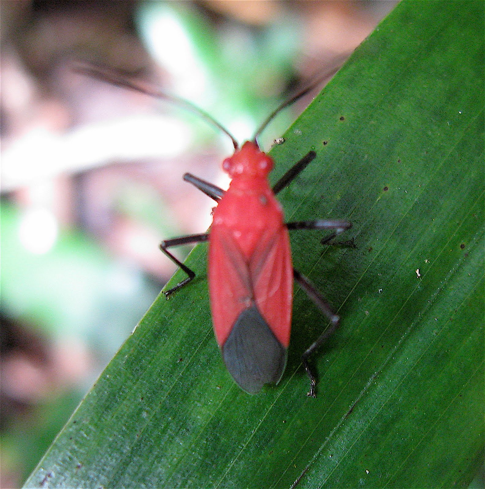 Bright Red Bug