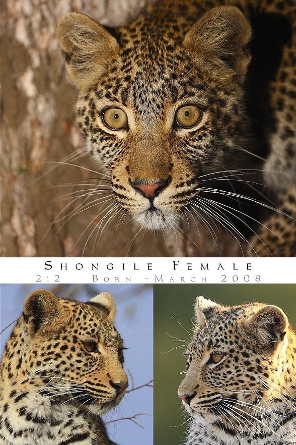 . Shongile Female Leopard