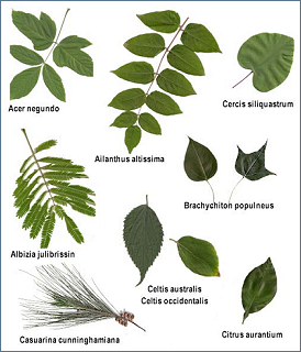 HOJAS DE ARBOLES ES hojas de arboles es: