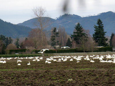 Trumpeter Swans of the Skagit trumpeter swan flying. Trumpeter Swans of the Skagit
