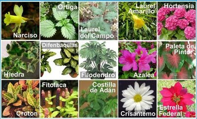 Algunos ejemplos de plantas venenosas.