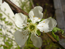 Plommetre blomst 25 april.