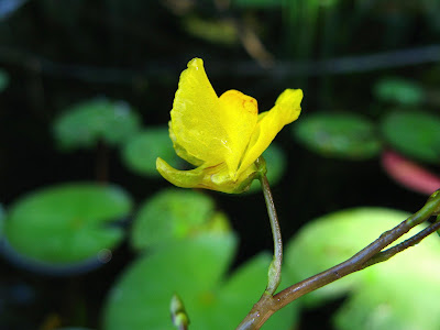 http://4.bp.blogspot.com/_NUEZmBcMFtc/SkWP9NQcpUI/AAAAAAAABJg/CIsSwQHGxuw/s400/bladderwort,common706.JPG